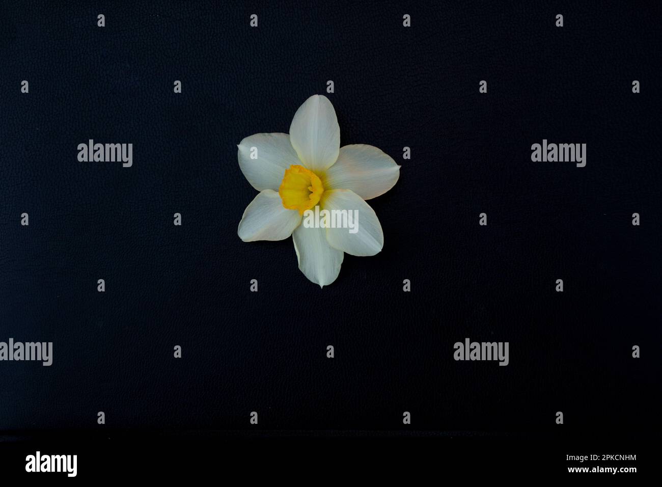 daffodil flower on black background Stock Photo