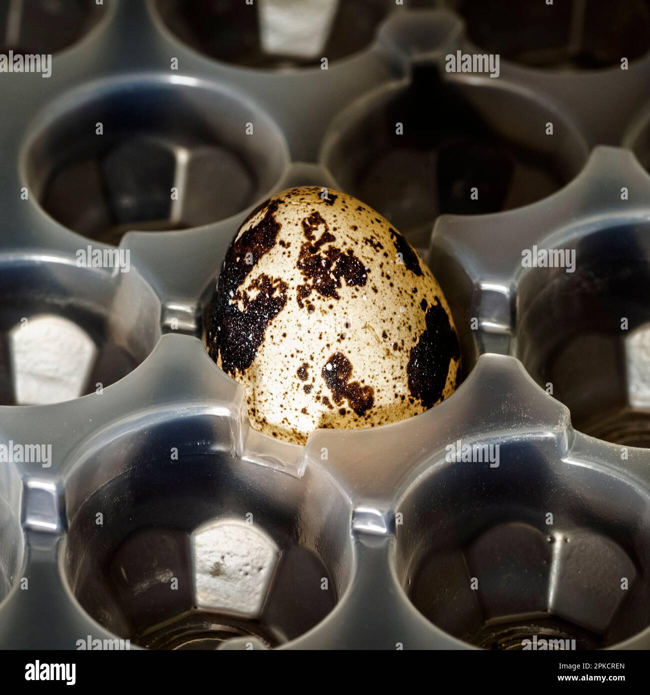 One last quail egg in a plastic bag. Stock Photo