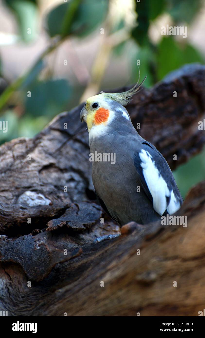 A clown face tells me this is a male Cockatiel (Leptolophus Hollandicus). Not usually seen around Melbourne, I spotted him in an old gold mining area. Stock Photo