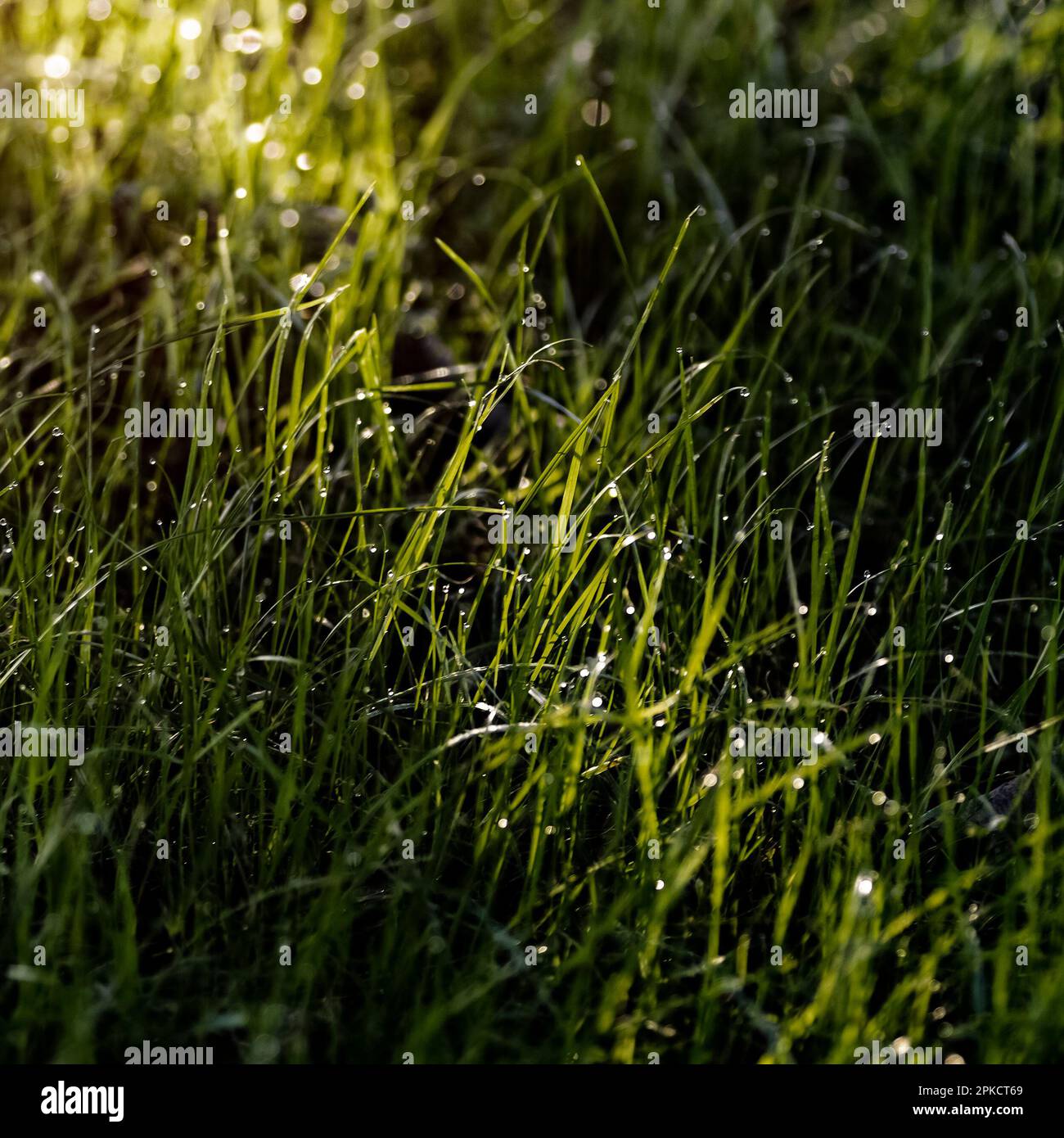 Green lawn grass close up how the background Stock Photo - Alamy