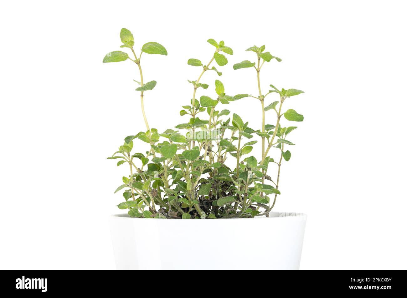 Oregano, potted young plant, in a white pot. Origanum vulgare, a culinary herb and the staple herb of Italian cuisine. Stock Photo