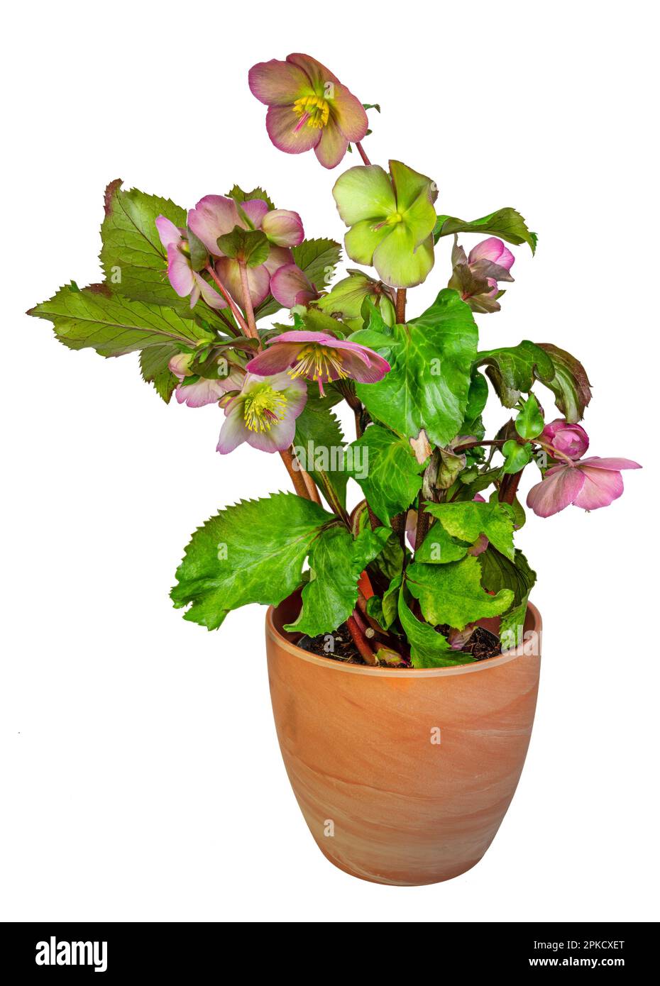 Closeup of an isolated potted hellebore frostkiss flower Stock Photo
