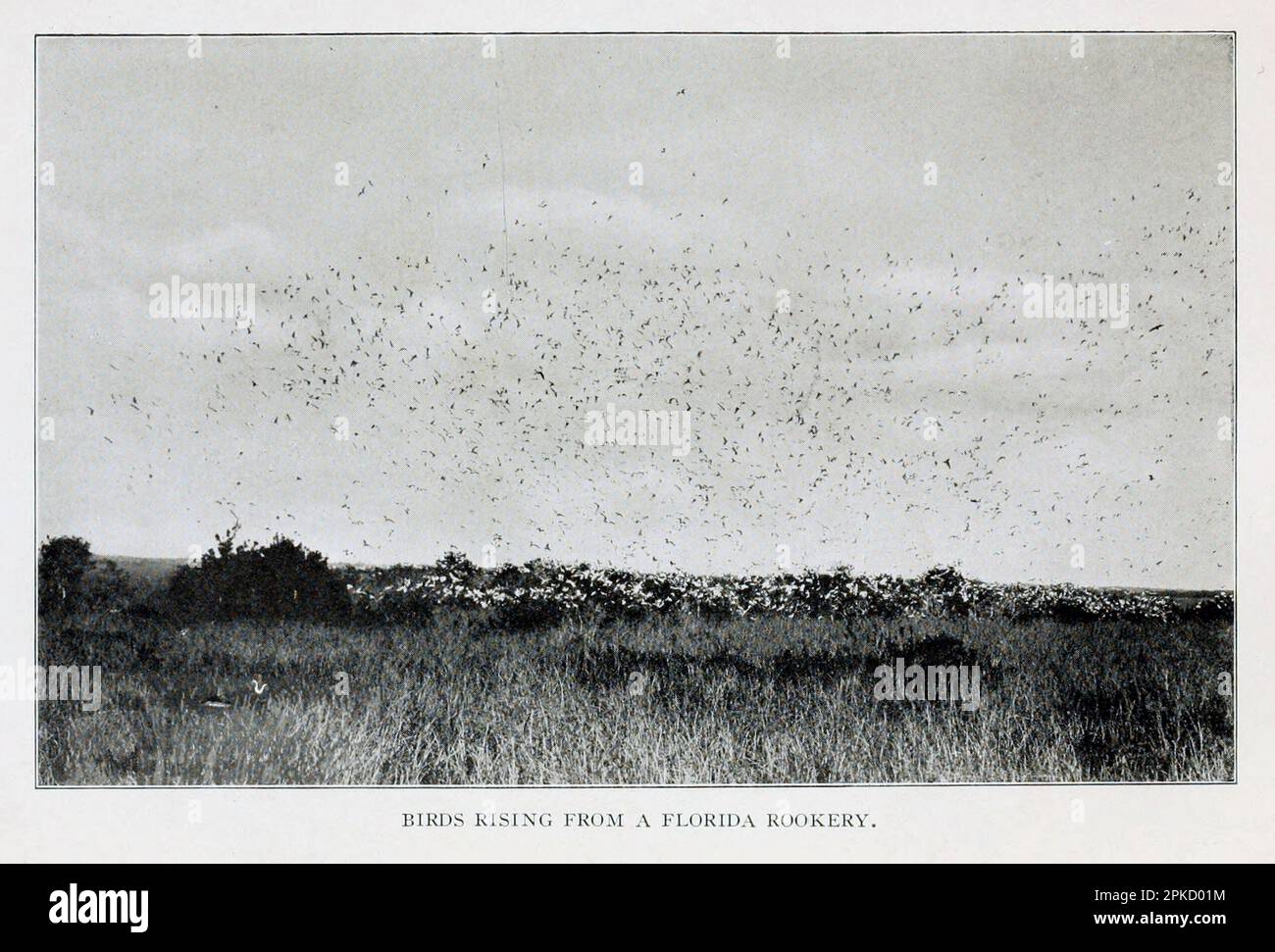 Birds Rising from a Florida Rookery from the book ' Florida, the land of enchantment ' by Nevin Otto Winter, 1869-1936 Publication date 1918 Publisher Boston, The Page Company from the ' See America First ' series Stock Photo