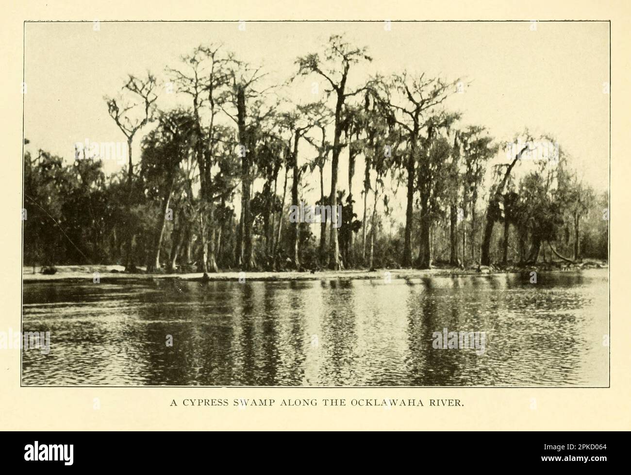 A Cypress Swamp Along the Ocklawaha River vintage photograph from the ...