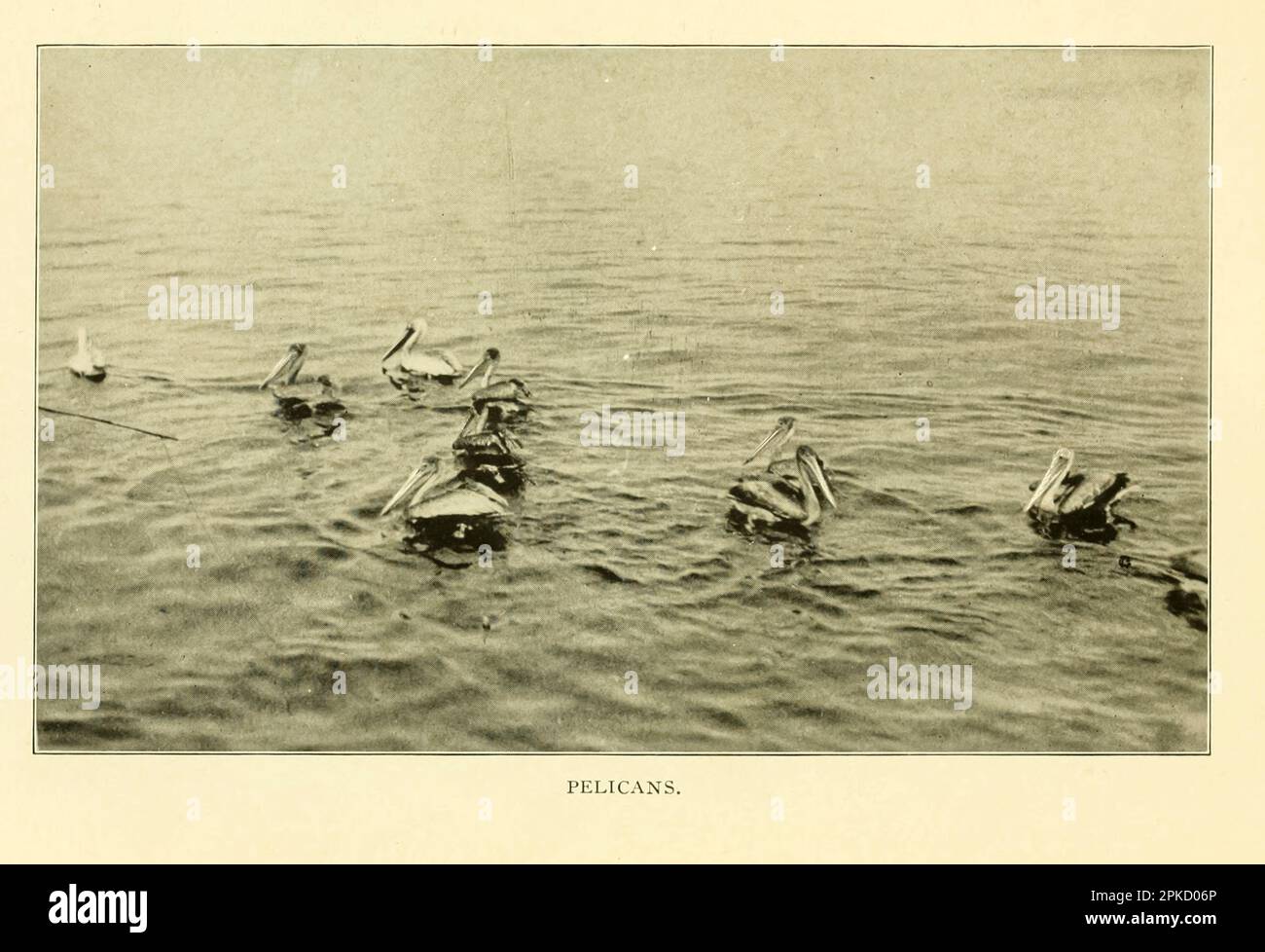 Pelicans vintage photograph from the book ' Florida, the land of enchantment ' by Nevin Otto Winter, 1869-1936 Publication date 1918 Publisher Boston, The Page Company from the ' See America First ' series Stock Photo