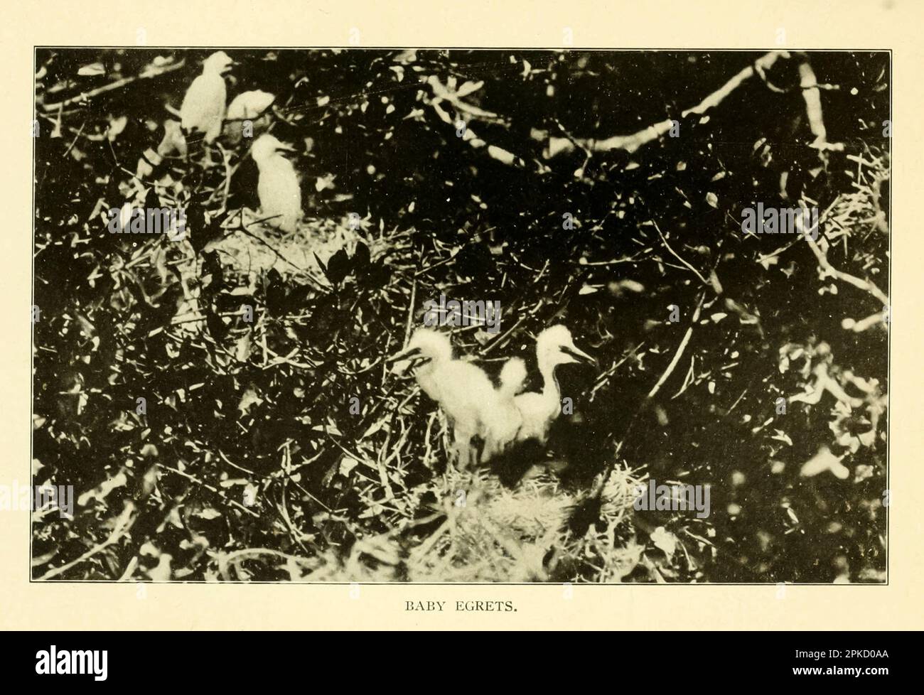 Baby Egrets vintage photograph from the book ' Florida, the land of enchantment ' by Nevin Otto Winter, 1869-1936 Publication date 1918 Publisher Boston, The Page Company from the ' See America First ' series Stock Photo
