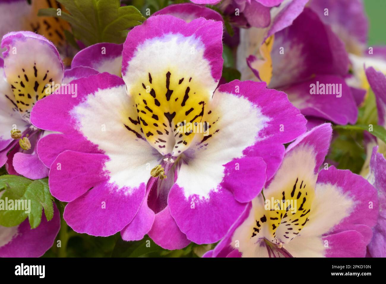 Blossoms of a Schizanthus, peasant orchid, ornamental flower Stock Photo