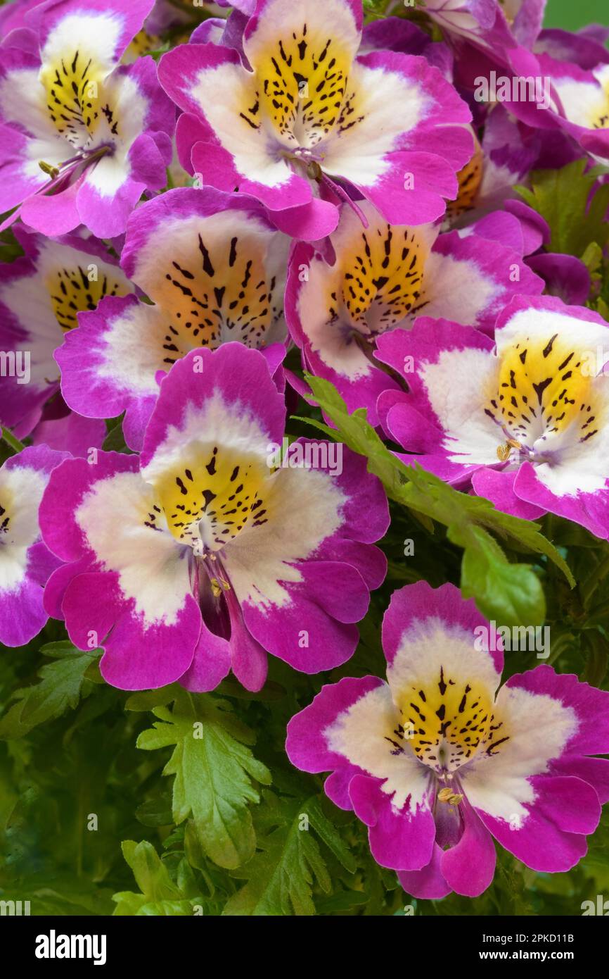 Blossoms of a Schizanthus, peasant orchid, ornamental flower Stock Photo