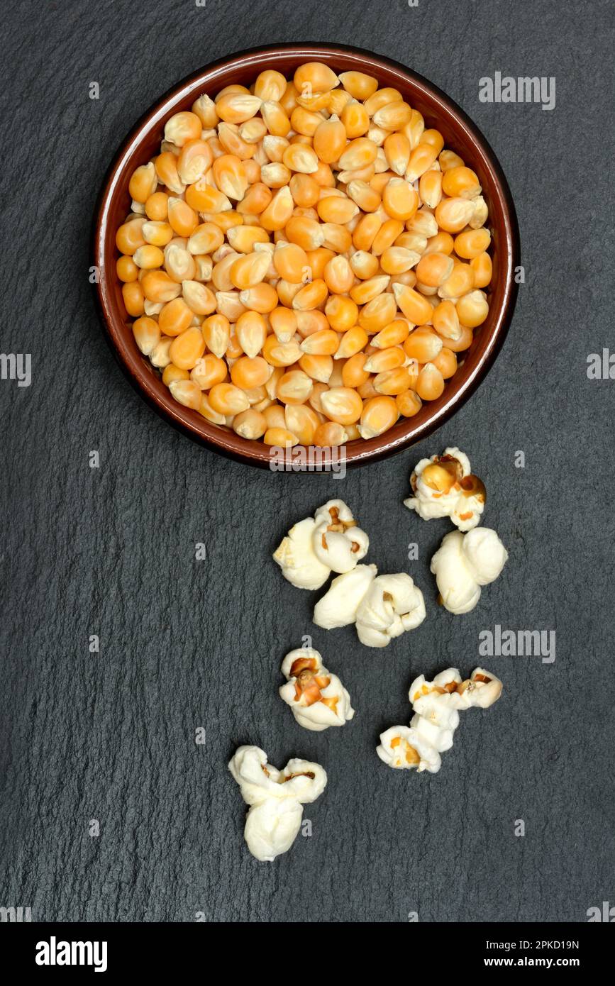 Popcorn and maize (Zea mays) kernels, puffed corn, puffed maize Stock
