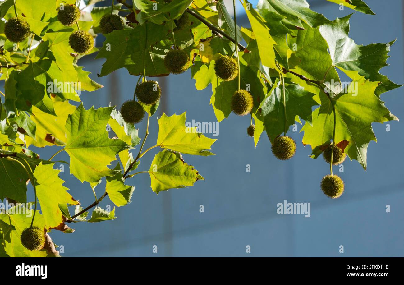 Maple-leaved plane tree Stock Photo