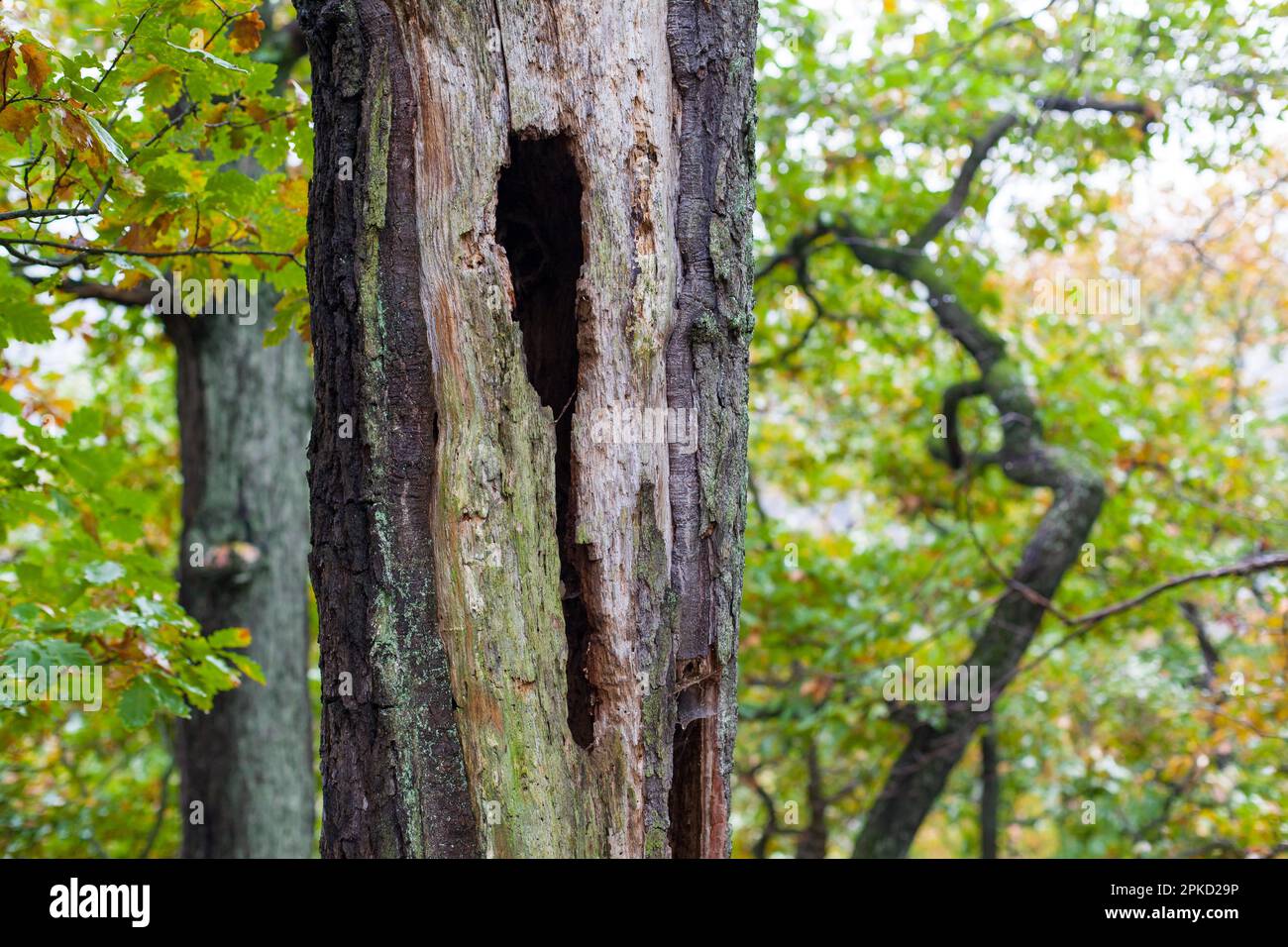 Forest Cycle of life Stock Photo - Alamy
