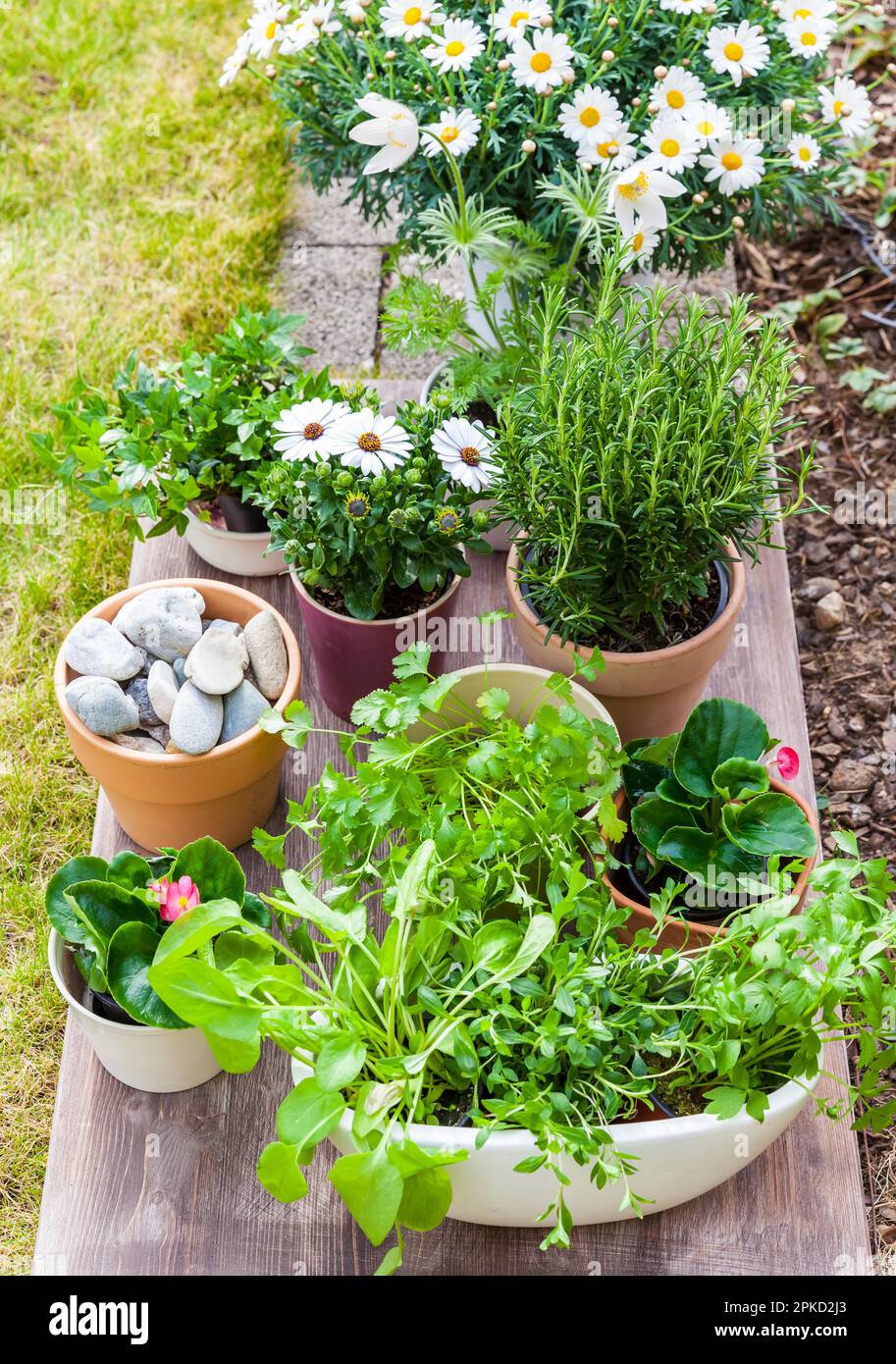 WHAT GROWS WELL IN SMALL POTS OUTDOOR visual data 2