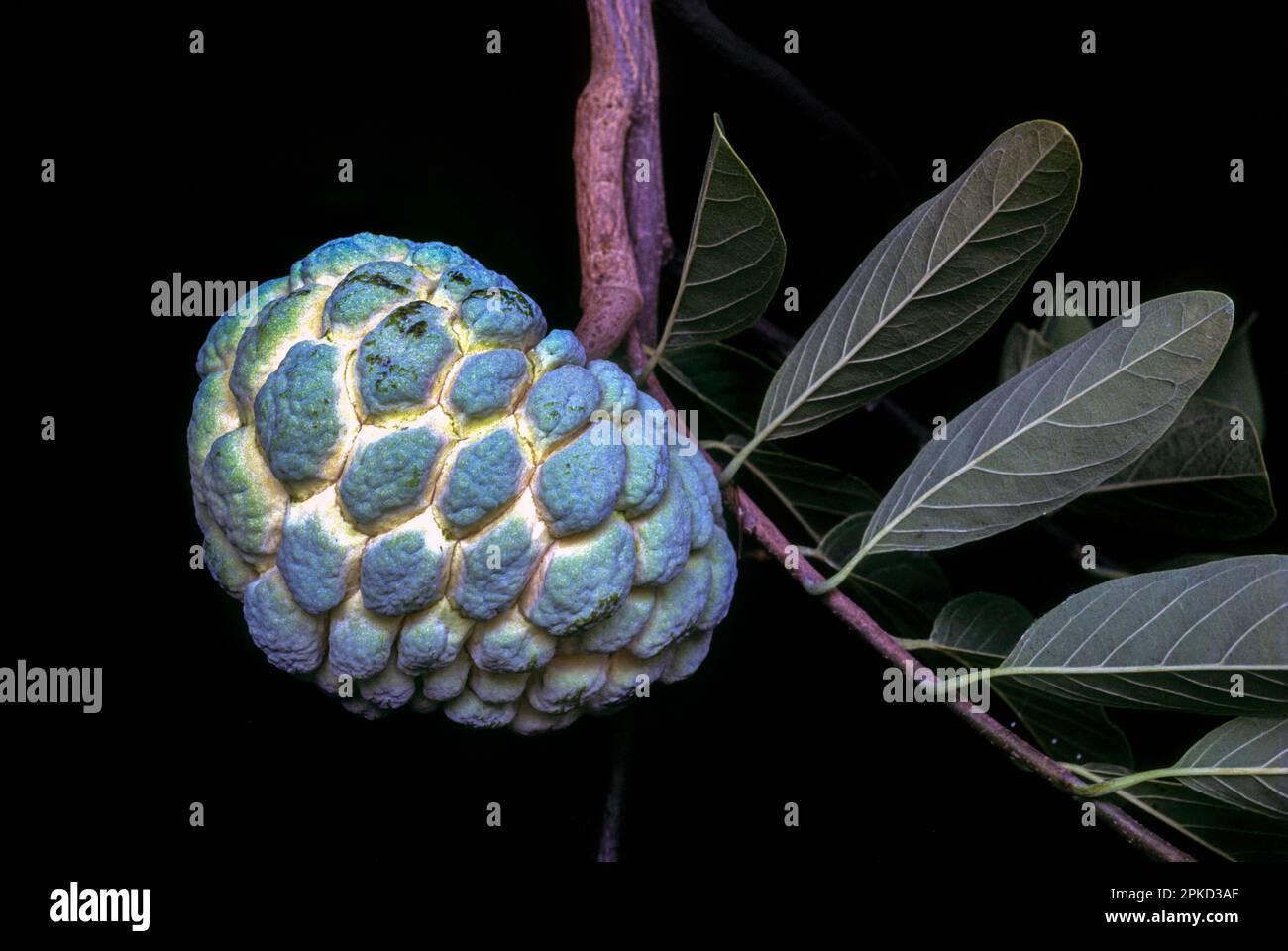 Fruit (Annona squamosa linn) (Anacardiaceae) Custard apple, sugar apple growing in field, Tamil Nadu, South India, India, Asia Stock Photo