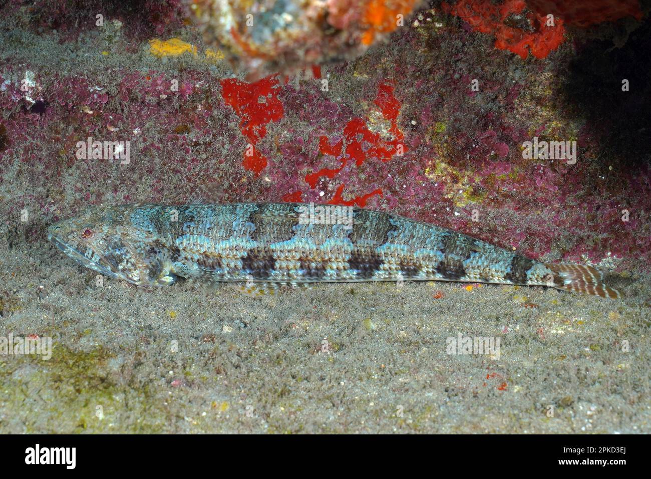 Lizardfish (Synodus saurus), Pasito Blanco reef dive site, Arguineguin, Gran Canaria, Spain, Atlantic Ocean Stock Photo