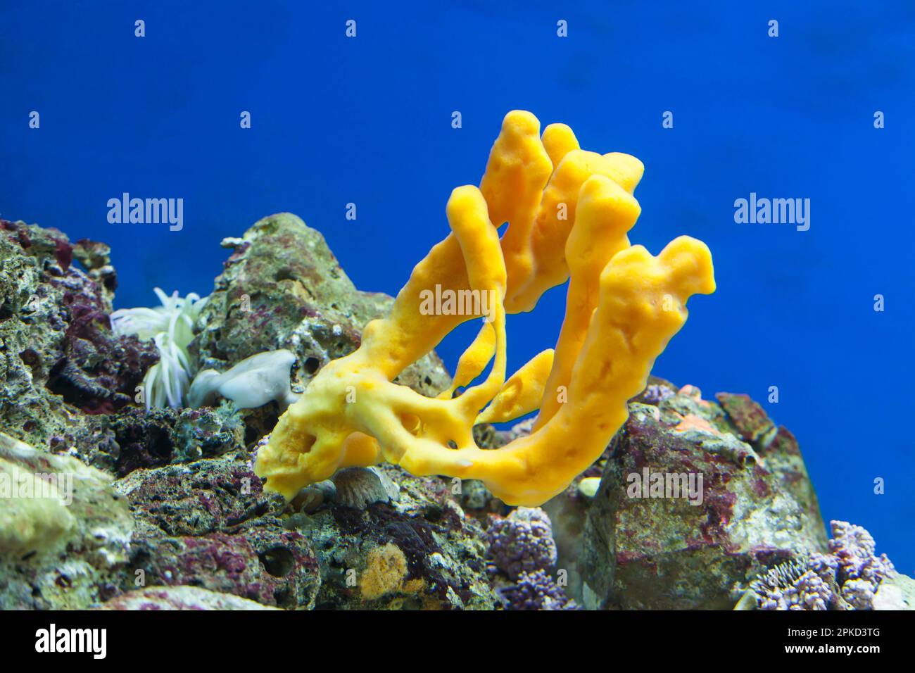 Coral (Ramaria stricta), Aquarium, Baska Island Krk, Croatia, Kvarner Gulf, Adriatic Sea, Croatia Stock Photo