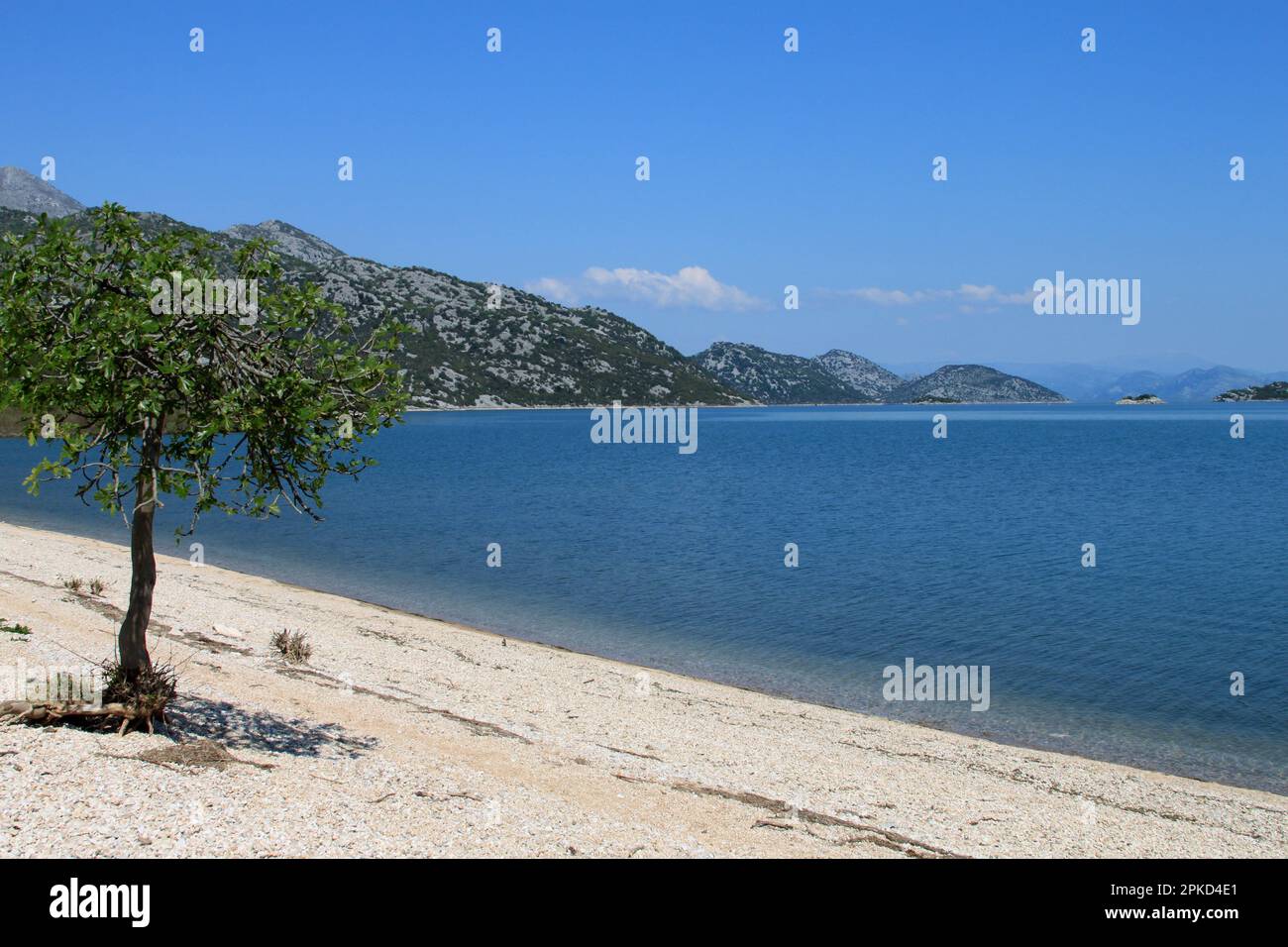 Beach with fig tree, Donji Murici, Lake Scutari National Park, Lake Skadar, Lake Scutari, Lake Scutari, Montenegro Stock Photo