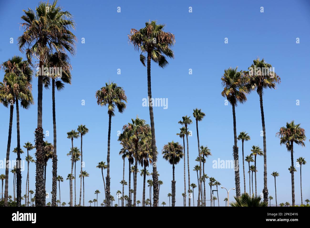 Beautiful palm trees pictured in Ventura, California, USA Stock Photo