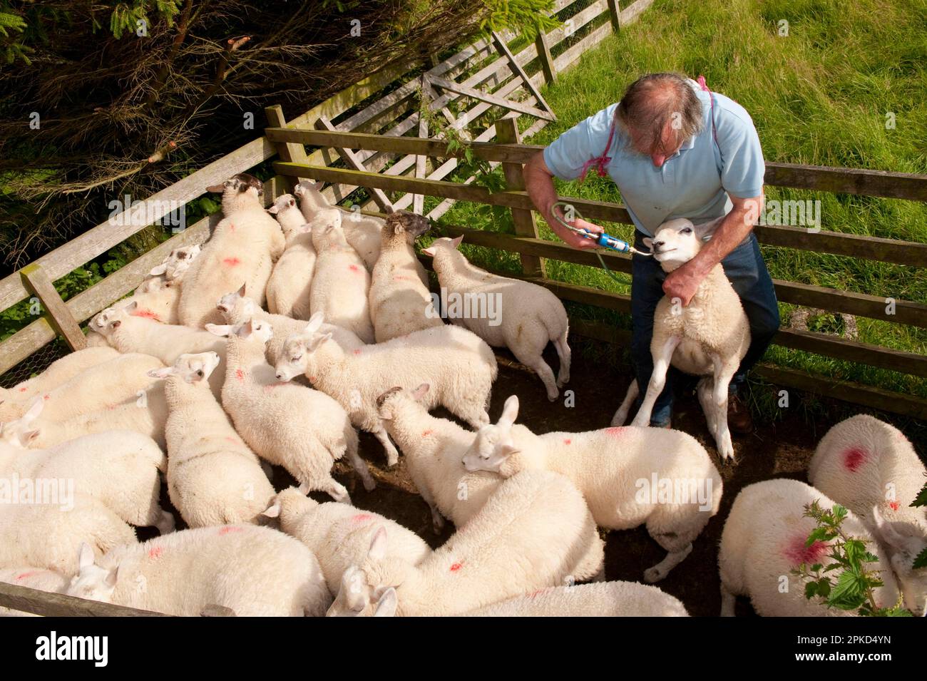Sheep farming, farmer giving lambs worm drench, for protection against