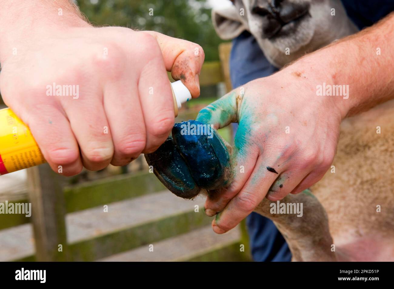 Sheep farming, farmer spraying sheep foot with antibiotic spray to help