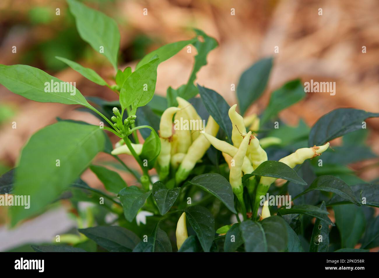 Fresh chili peppers in vegetable garden Stock Photo - Alamy