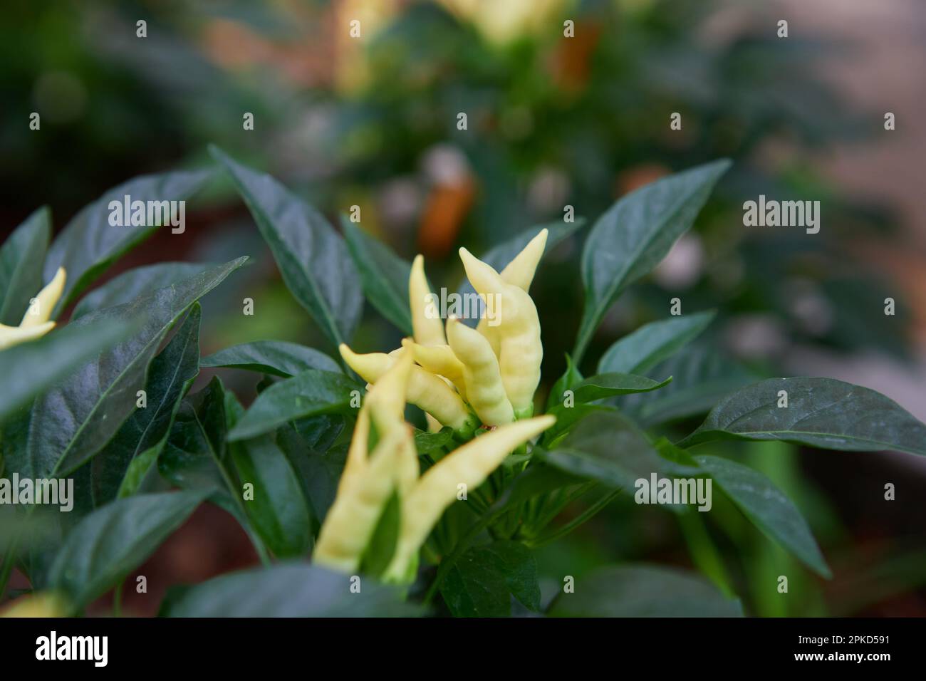 Fresh chili peppers in vegetable garden Stock Photo Alamy