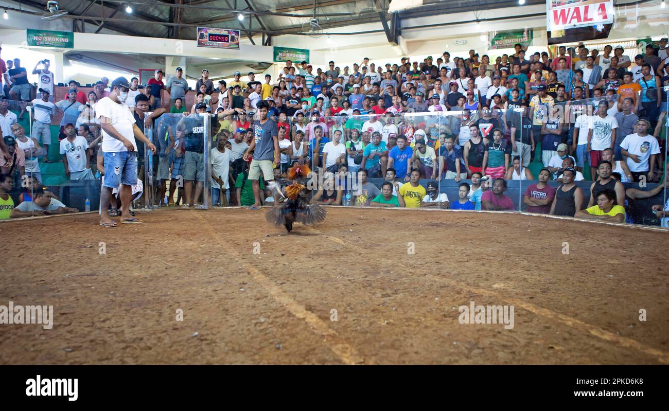 Cockfighting arena, Barangay Manoc-Manoc, Boracay Island, Visayas ...