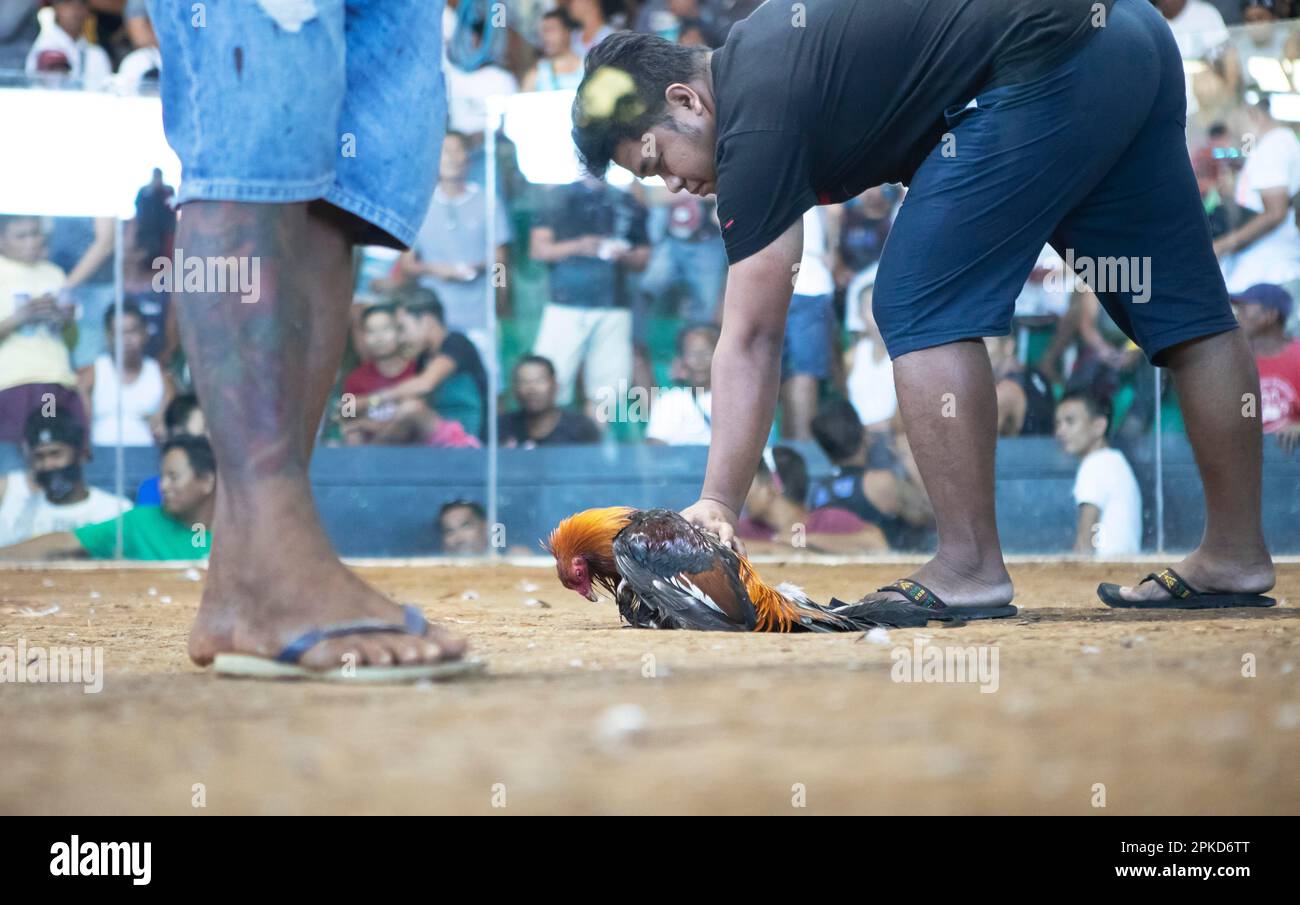 Cockfighting arena, Barangay Manoc-Manoc, Boracay Island, Visayas ...