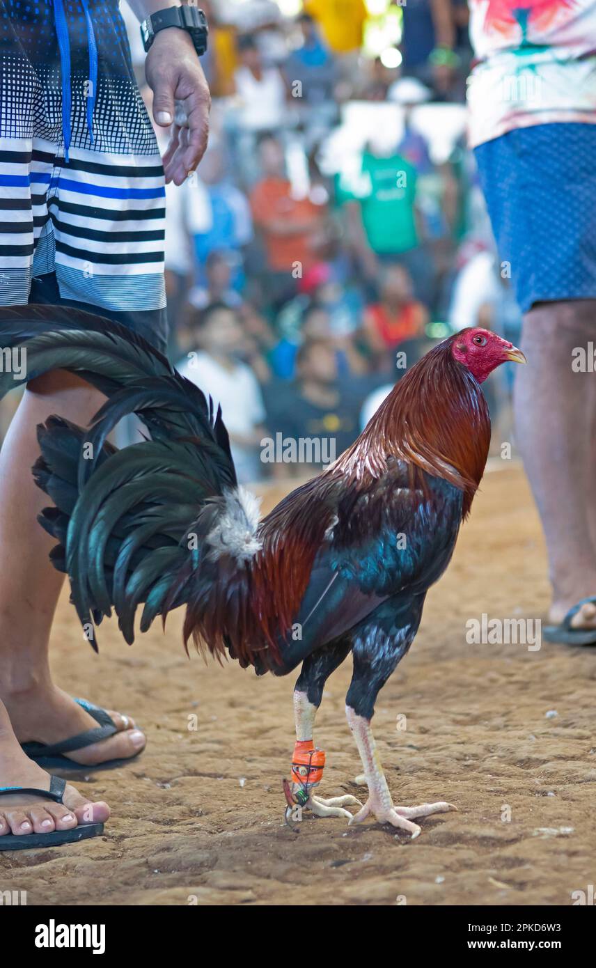 Fighting cock, cockfighting arena, Barangay Manoc-Manoc, Boracay Island