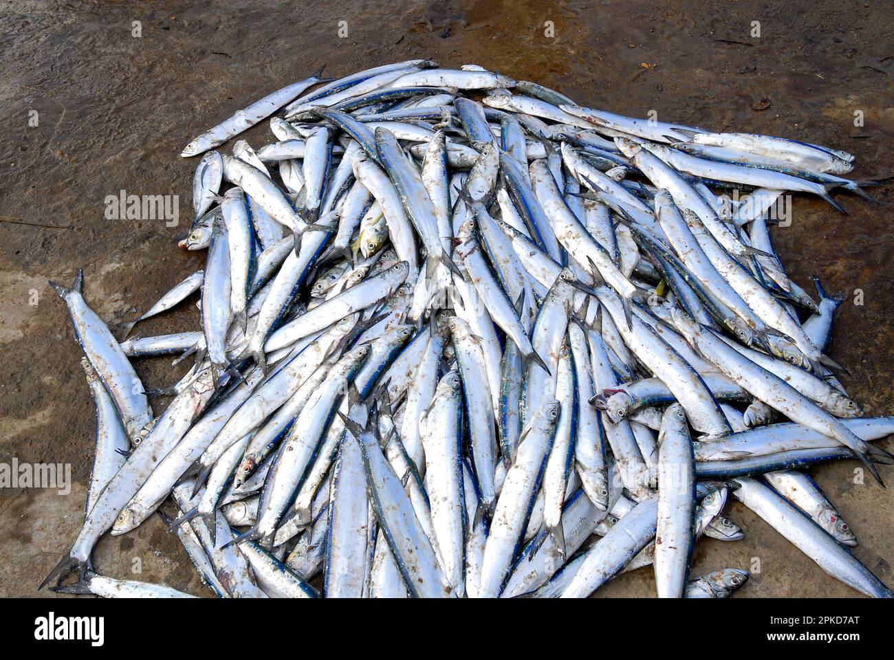 Sardine Fish In Tamil