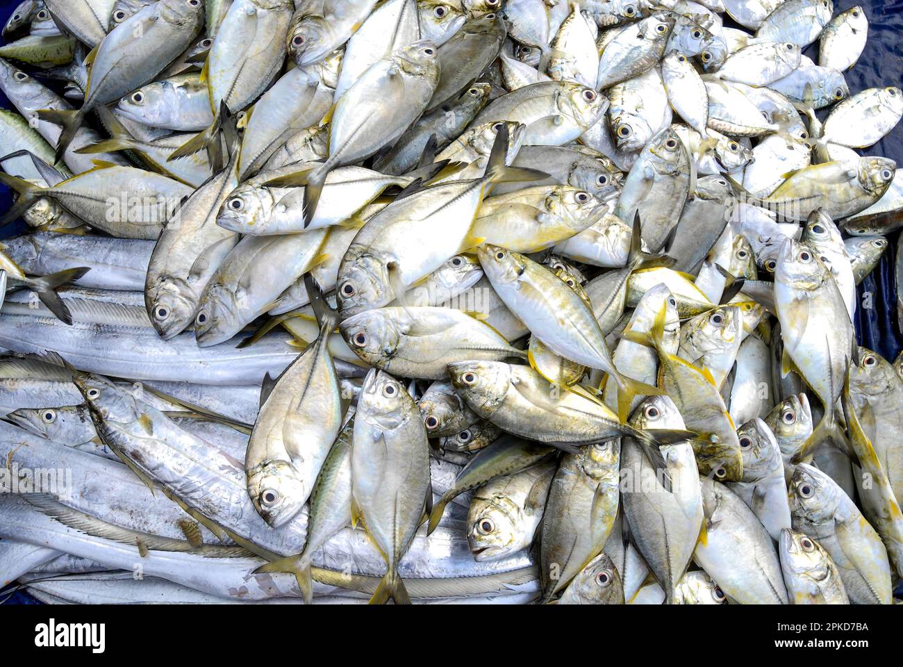 A heap of freshly caught fishes in Kanyakumari, Tamil Nadu, South India