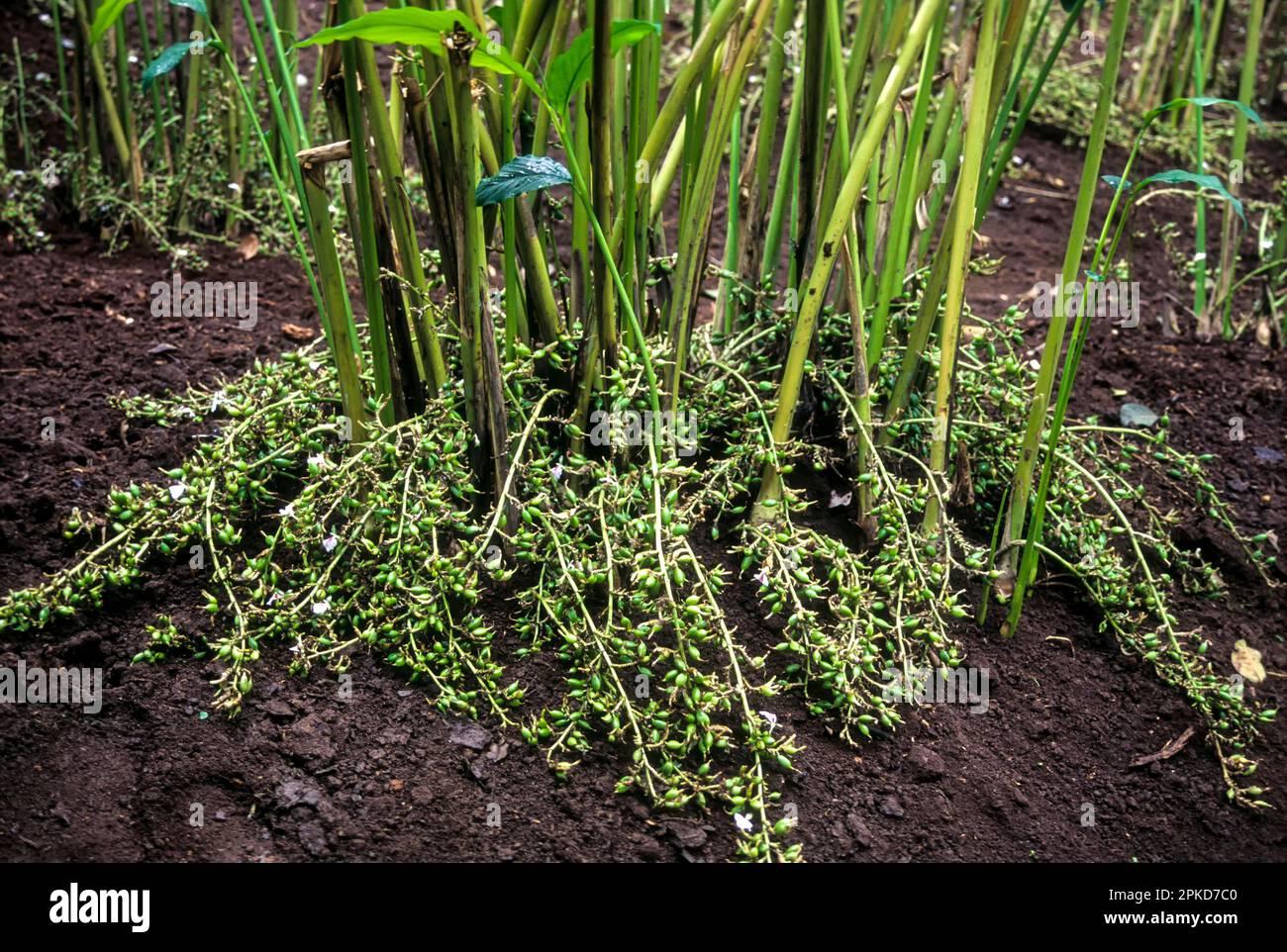 Cardamom (Elettaria cardamomum) Plant in Vandanmedu, Idukki, Kerala