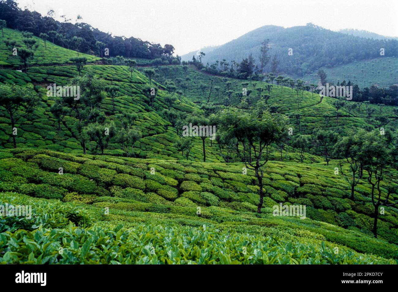 Tea gardens in Rajamalai, Munnar, Kerala, South India, India, Asia