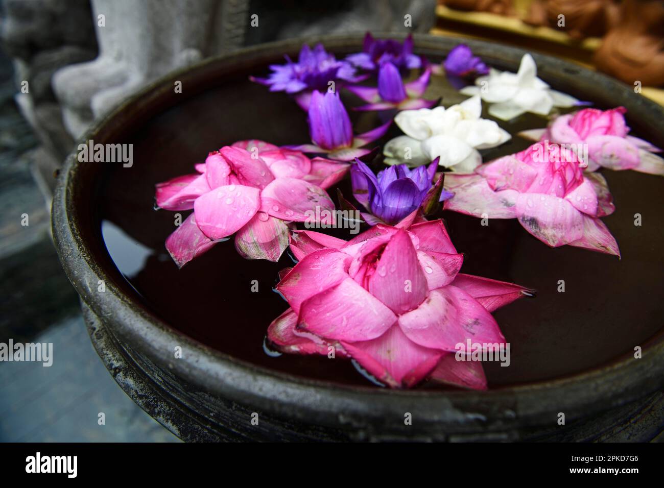 Lotus blossoms in water bowl, Buddhism, Colombo, Sri Lanka Stock Photo