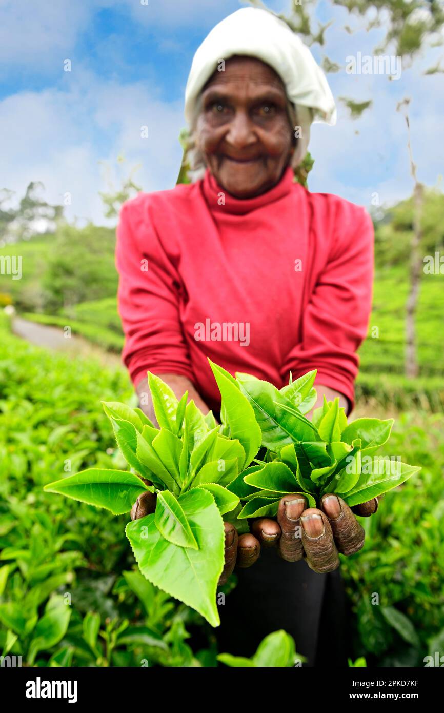Elderly tea picker showing plucked tea leaves, Dambatenne Tea Garden