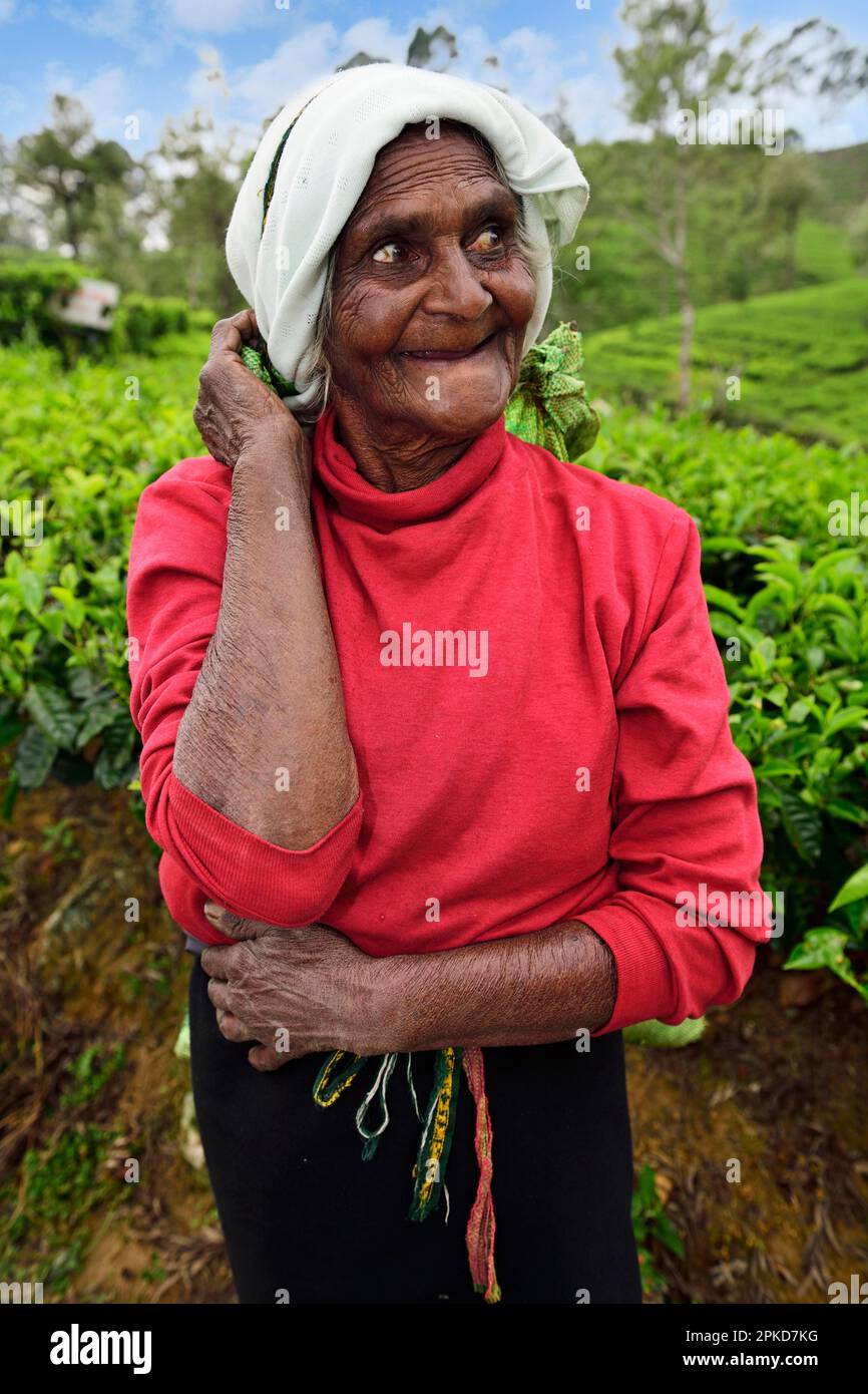 Elderly tea picker, Dambatenne Tea Garden, Haputale, Sri Lanka Stock