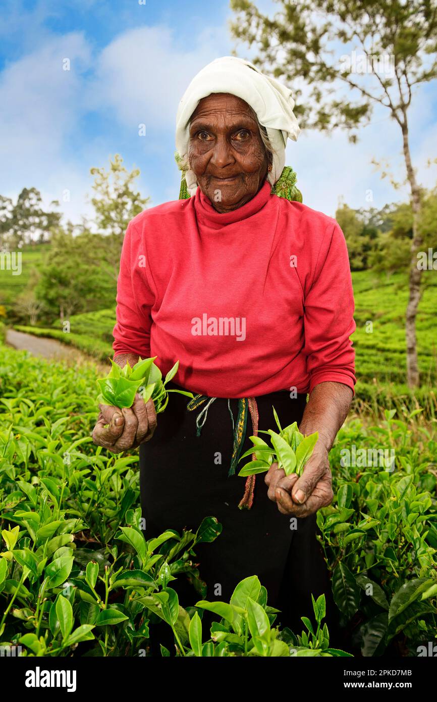 Elderly tea picker, Dambatenne Tea Garden, Haputale, Sri Lanka Stock