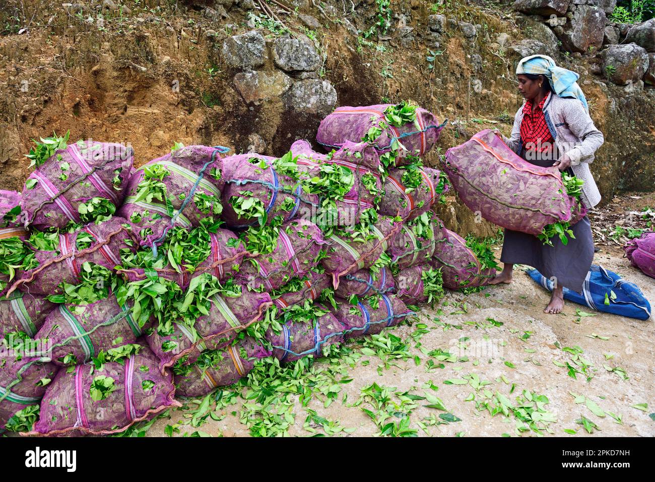 Tea pickers at the tea collection point, Dambatenne Tea Garden