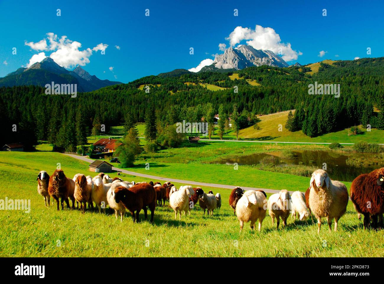 Country idyll, mountain landscape, Alpine country, flock of sheep ...