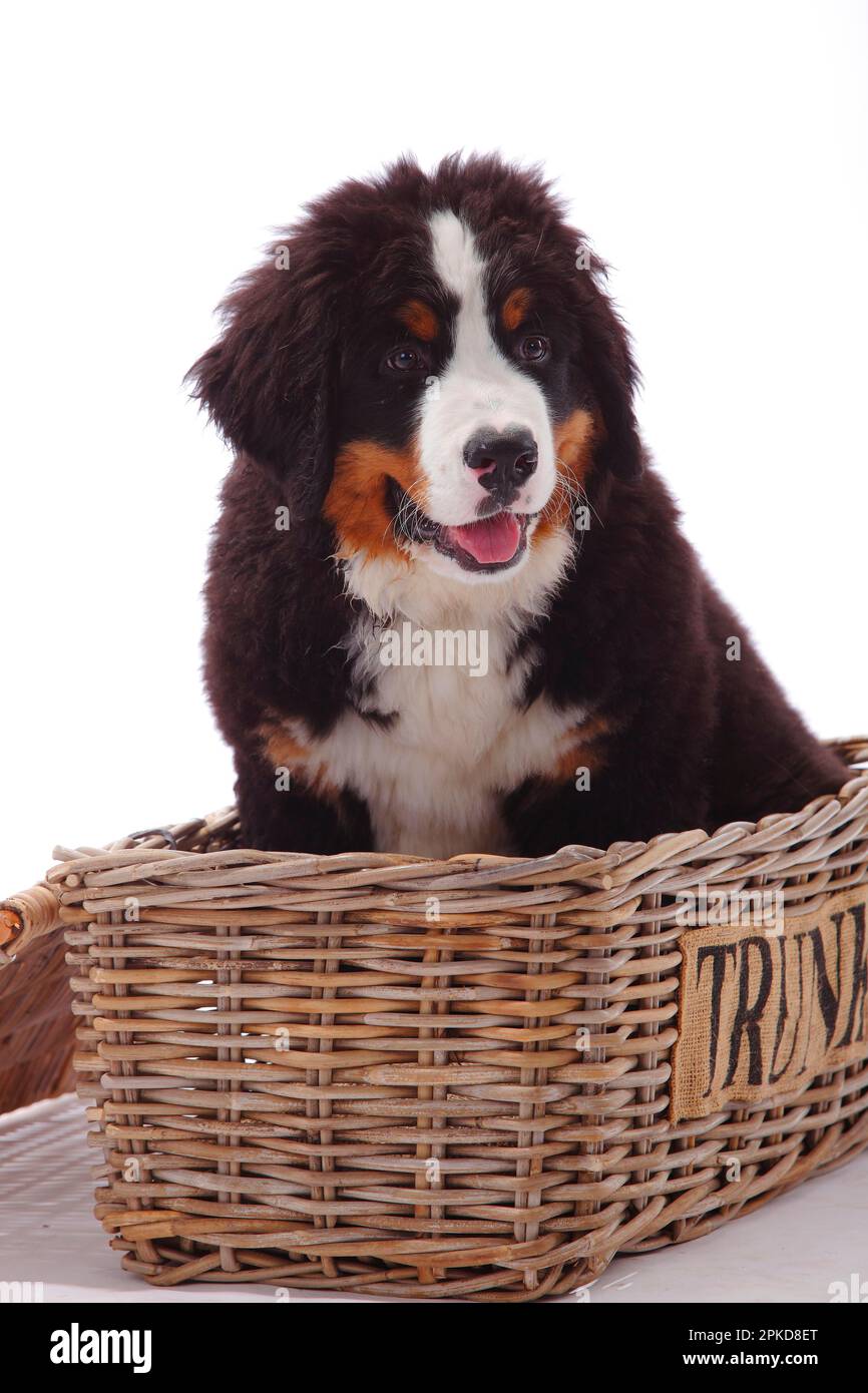 Bernese Mountain Dog puppy 3 months Stock Photo Alamy