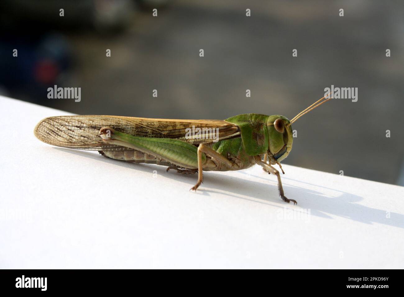 Locust locusta migratoria stock image. Image of macro - 90164975