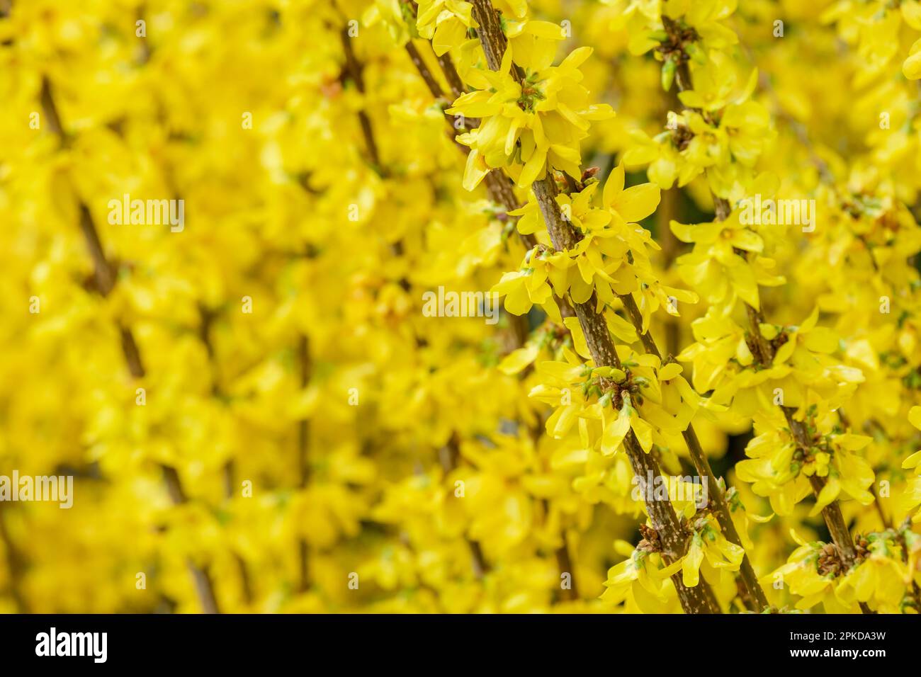 Forsythia x intermedia Weekend, Forsythia intermedia Courtalyn, deciduous perennial, deep yellow blooms on bare stems, Stock Photo