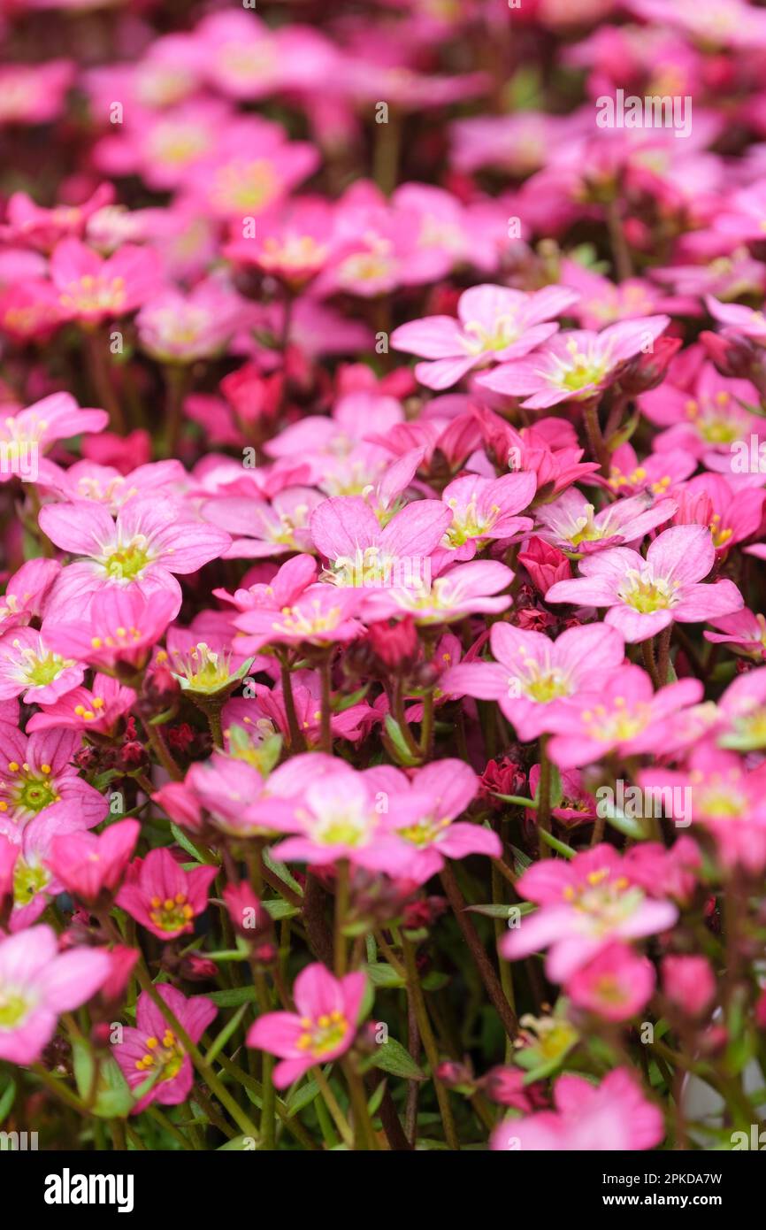Saxifraga arendsii Touran Pink, Saxifrage Touran Pink, evergreen perennial, reddish-pink flowers Stock Photo