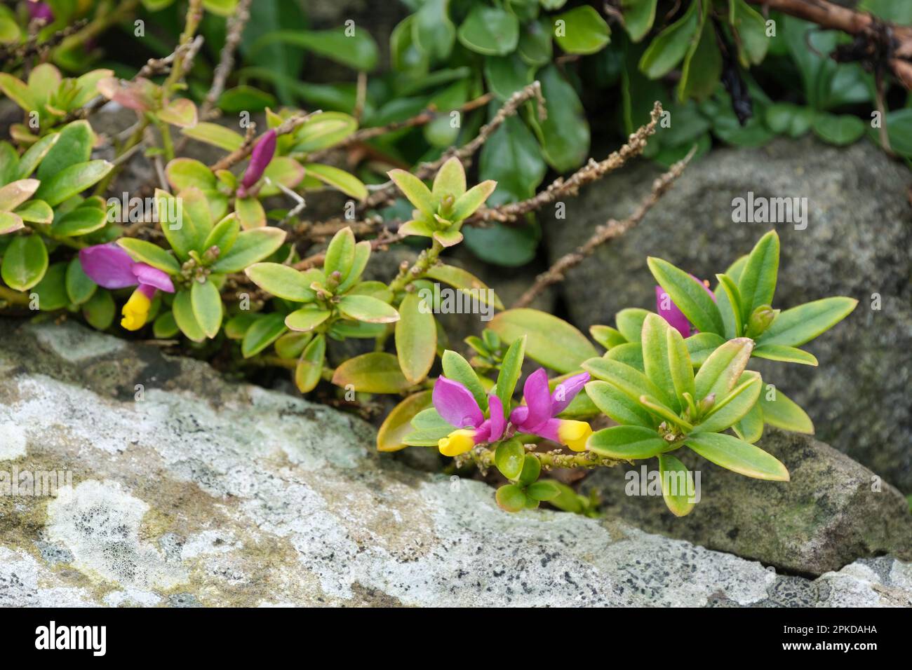 Polygala chamaebuxus grandiflora, milkwort, alpine shrublet, yellow/purple pea-like flowers Stock Photo