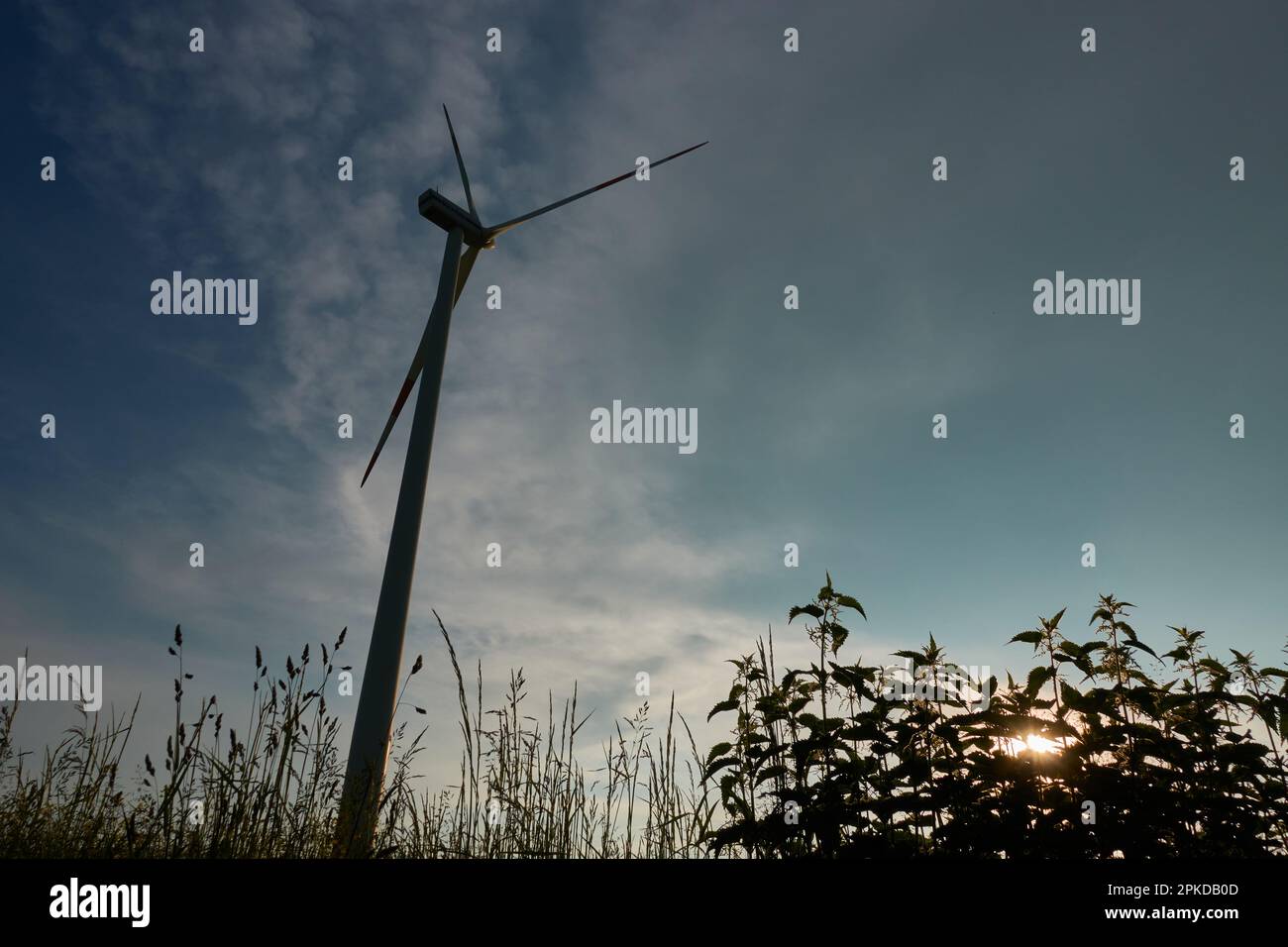 1 Wind turbine next to a dark storm cloud. Setting sun shines through nettles. Low angle view. From behind. Stock Photo