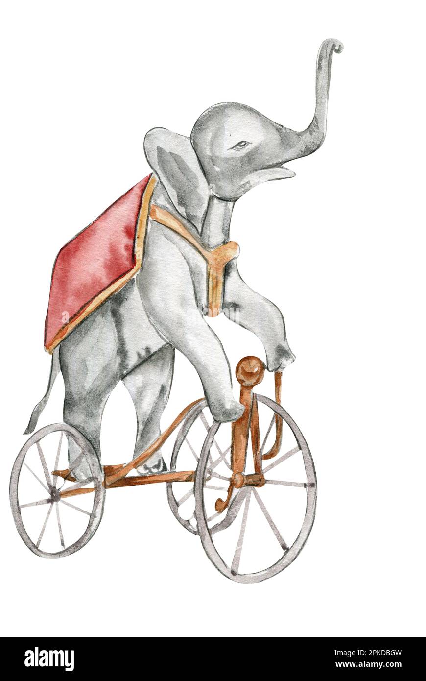Watercolor hand drawn circus elephant on the bicycle vintage style ...