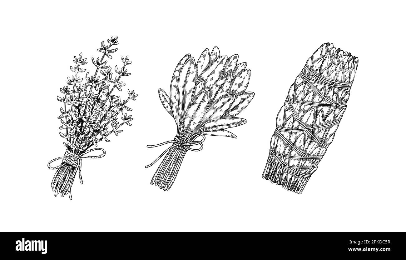 Herbal bunches. Set of hand drawn leaf seasonings. Vector illustration in sketch style. Stock Vector