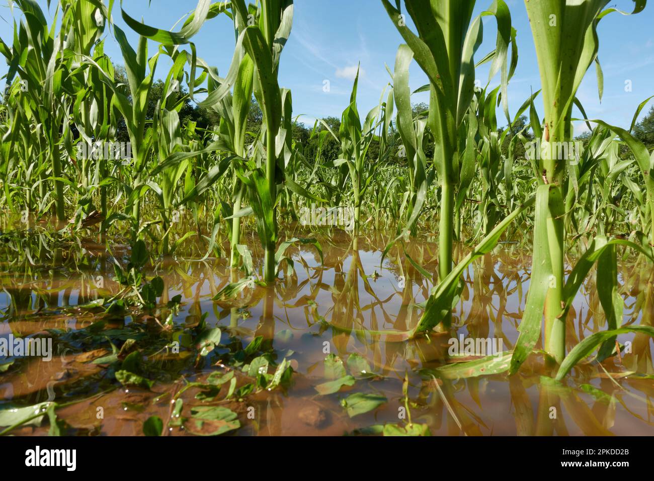 Flooded cornfield after storm surge. Green crop plants in brown water. Deep perspective. Stock Photo