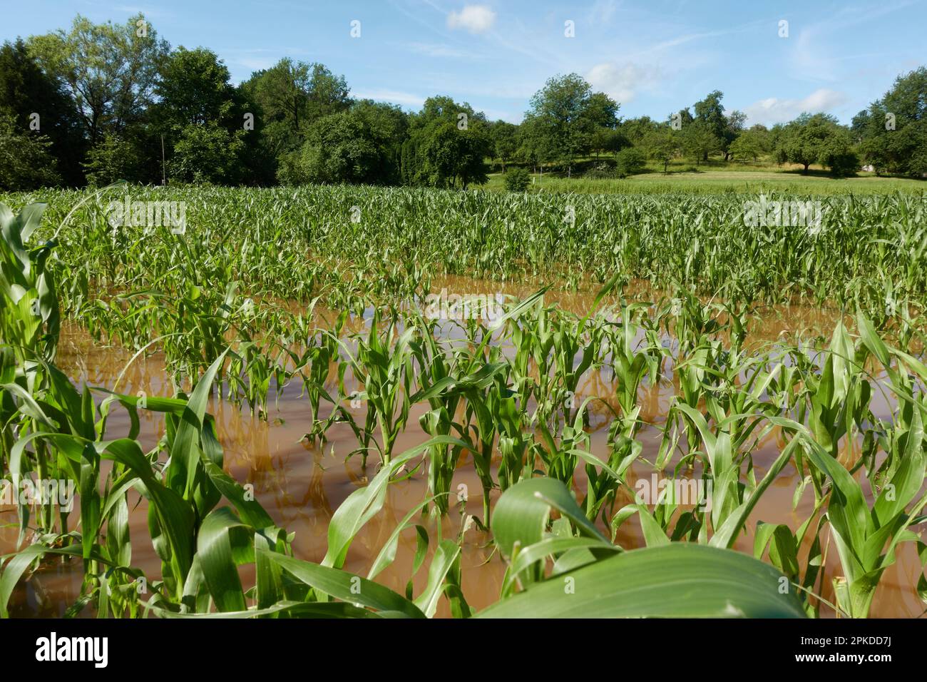 Flooded cornfield after storm surge. Green crop plants in brown water. Green tree line and blue sky. Stock Photo