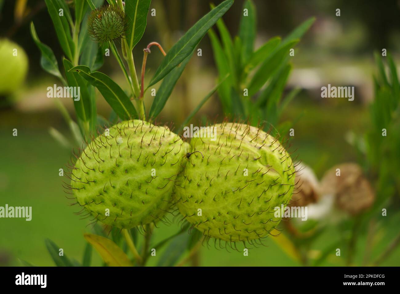 Gomphocarpus physocarpus, commonly known as hairy balls, balloonplant, balloon cottonbush
