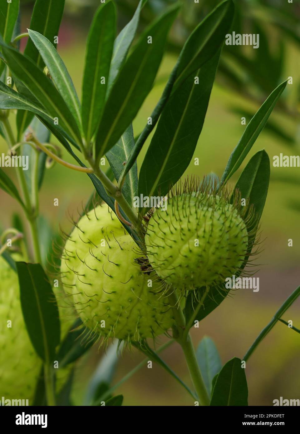 Gomphocarpus physocarpus, commonly known as hairy balls, balloonplant, balloon cotton-bush, bishop's balls, nailhead, or swan plant, is a species of d Stock Photo